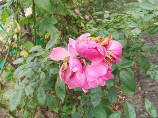 娇艳粉色月季花绽放