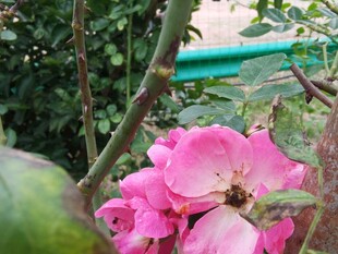 粉色蔷薇上的蜜蜂