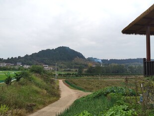 乡村小径旁的自然风光