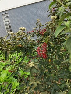 绿叶丛中一抹红