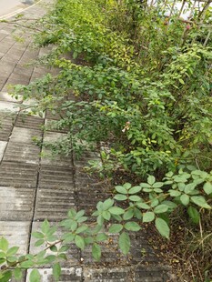 路边绿植生机盎然