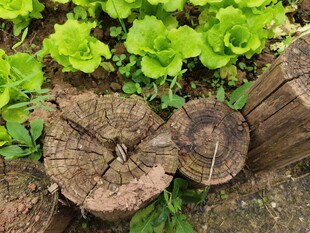 树桩旁的嫩绿植物
