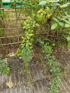 栅栏边生长的绿色藤蔓植物
