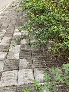 石板小径旁的绿植景观