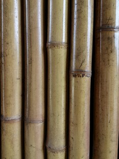 笔直排列的天然竹子