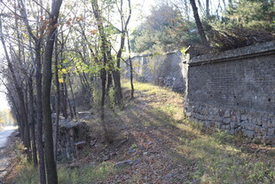 林间石墙边的静谧景致