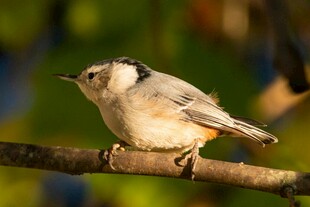枝头栖息的小鸟