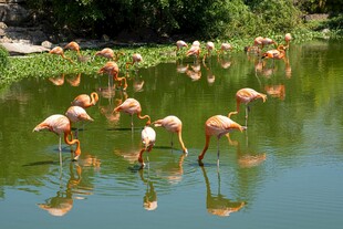 火烈鸟于湖畔优雅觅食