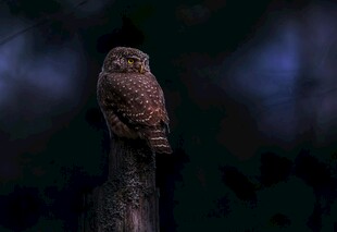 暗夜中栖息的猫头鹰