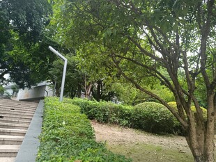 公园中的绿意小径