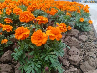 橙色万寿菊绽放于石间