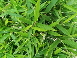 翠绿繁茂的清新竹叶