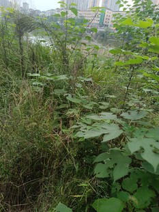 野外繁茂的绿色植物景观