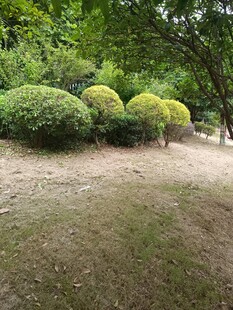 绿意盎然的园林景观