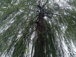 垂柳仰视图