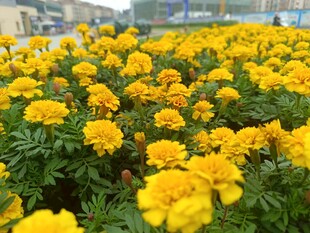 金黄万寿菊盛放的美景
