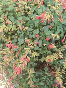 多彩花卉绿植景观