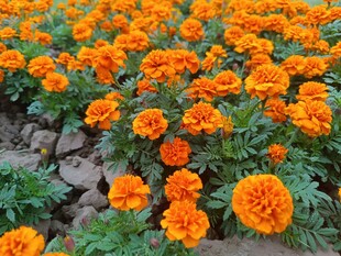 橙色万寿菊绽放的美丽