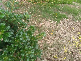 草地绿植与枯黄区域对比