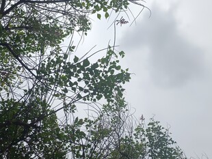 仰视绿树与阴沉天空