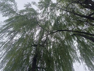 仰视垂柳的葱郁树冠