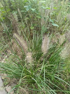 野外生长的狗尾草
