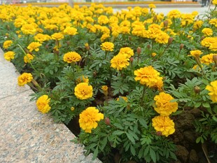 金黄万寿菊绽放的美丽花田