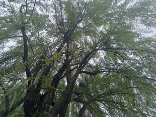 仰视翠绿繁茂的柳树