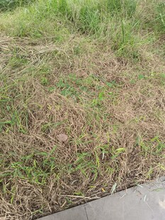 路边枯黄与翠绿交织的草地