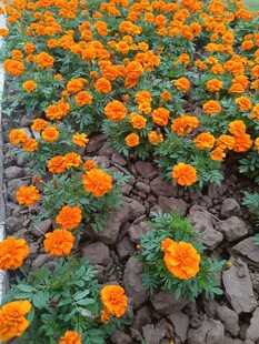 橙色花朵绽放于石间