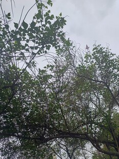 枝叶繁茂的树木景观