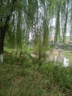 湖畔垂柳下的绿意景致