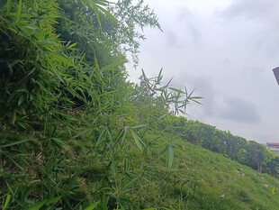 绿意盎然的户外草地景观