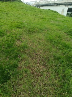 河畔翠绿草地风景