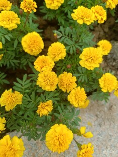 盛开的黄色万寿菊