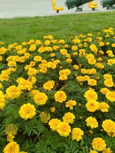 一片灿烂盛开的黄色花朵