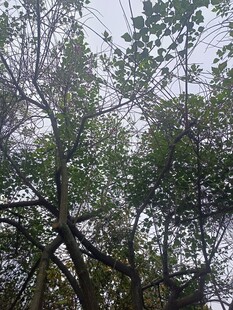 繁茂树枝与绿叶景观