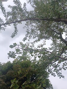 仰视繁茂枝叶风景