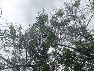 天空下的繁茂树木