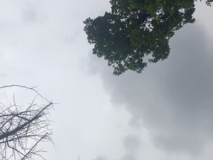 仰视天空中的繁茂树木