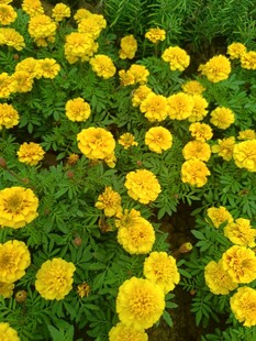 金黄万寿菊绽放的美丽