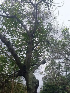 古老大树枝繁叶茂