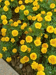 金黄小花绽放生机