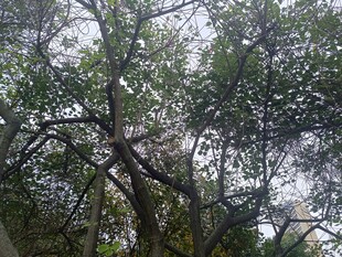 繁茂树木展现自然生机