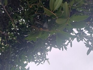 枝叶繁茂的树冠