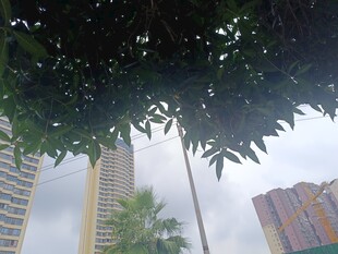 树叶掩映下的城市高楼