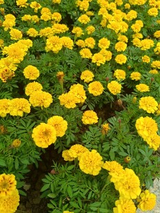 金黄万寿菊绽放的美丽