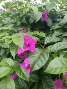 娇艳三角梅绽放绿叶间