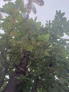 仰视繁茂大树枝叶