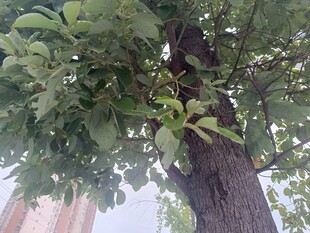 茂盛大树枝叶繁茂景象